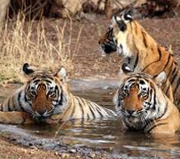 Rajaji National Park Tour Package