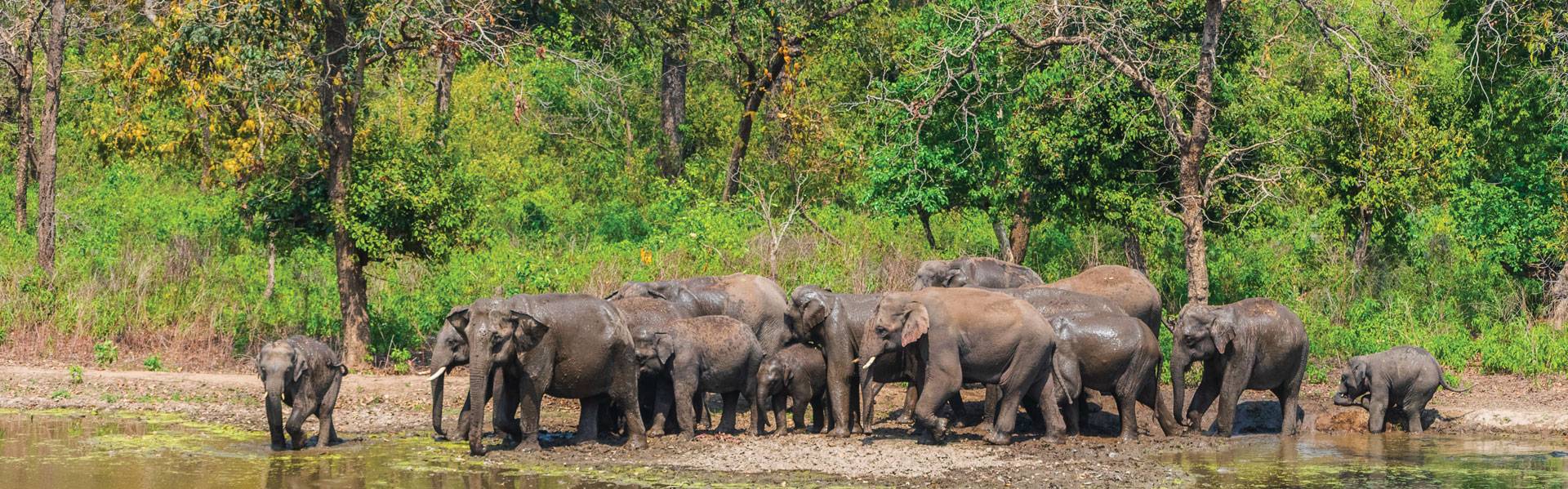 Wildlife Uttarakhand