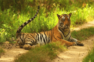 Wildlife Uttarakhand